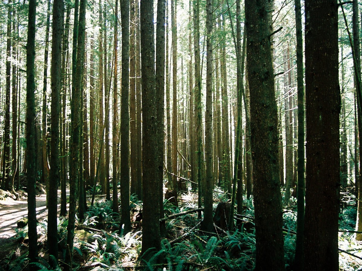 Poem: A Forest,&nbsp;Untouched